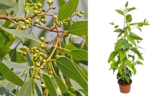 Lemon Scented Gum Eucalyptus Citriodora 25+ Seeds
