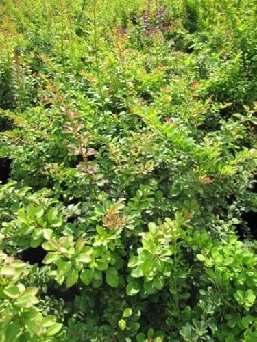 Berberis thunbergii - Thunberg Berberitze - Grüne Heckenberberitze 40-60cm