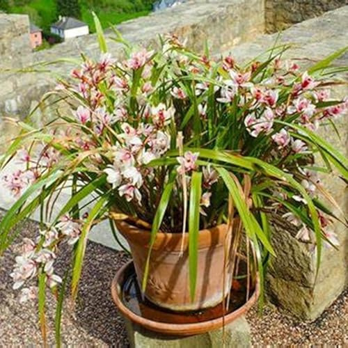 Cymbidium Orchid bulbi,Orchidea del cymbidium,Ambiente paesaggistico,Piante erbacee perenni,Decorazione del giardino,cymbidium pianta vera(Non Fiori artificiali,senza semi)-3 bulbi-J