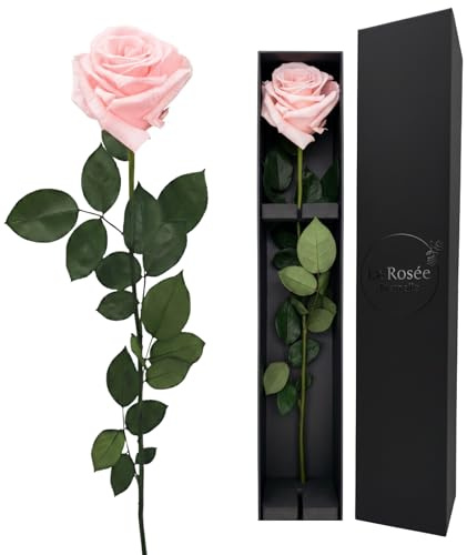 LA ROSEE ETERNELLE Rosa Eterna Perfumada con Tallo Largo – Rosa Preservada Natural – Flor Eterna de Ecuador – Regalo Original para Mujer, Novia o Madre – Color Baby Pink