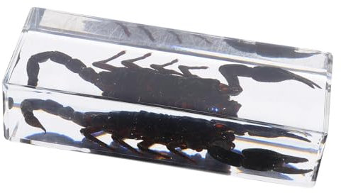 Mobestech Insektenproben Aus Briefbeschwerer Mit -exemplar Wissenschaftliche Proben Für Unterricht Und Bürodekoration