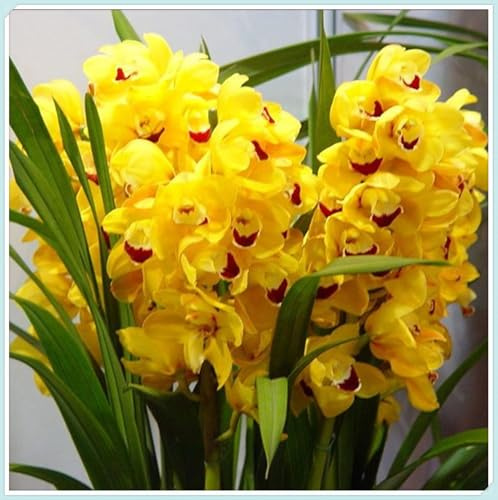 Porte Grácil y Armónico - Bulbos de Orquídea Cymbidium - Elegantes y Duraderas -Ideal para Interior y Exterior-5 Bulbos-J