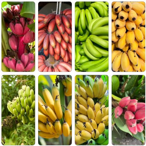 semi di banana Decorazione del balcone con banane nano colonna semi organici resistenti decorazione banana 250pcs