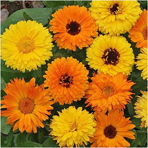 800 graines, CalendulaPacific Beauty mélange (Calendula officinalis) Graines non-OGM par les semences et les fermes