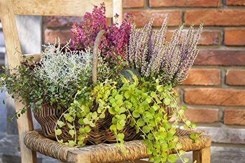 Lysimachia nummularia 9x9 cm Topf – Winterhart, Mehrjährig, Pflegeleicht – Pfennigkraut – Bodendecker für Garten & Beet