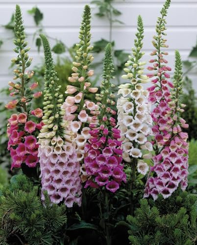 Foxglove Digitalis 'Dwarf' Mixed Colour x 6 Perennial Plug Plants Cut Flower Garden Ready