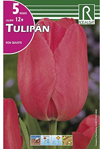 Bulbos de tulipan don quijote (bolsa 5 bulbos)