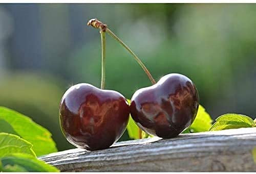 Arbol Natural de Cerezo Valle del Jerte de Viveros la Berrocosa- Altura aprox. 1,35m. - Planta viva