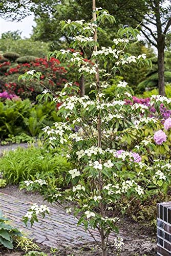 Cornus kousa 'China Girl' 60 cm – Winterhart, Mehrjährig, Pflegeleicht – Blumen-Hartriegel – Zierstrauch für Garten & Vorgarten