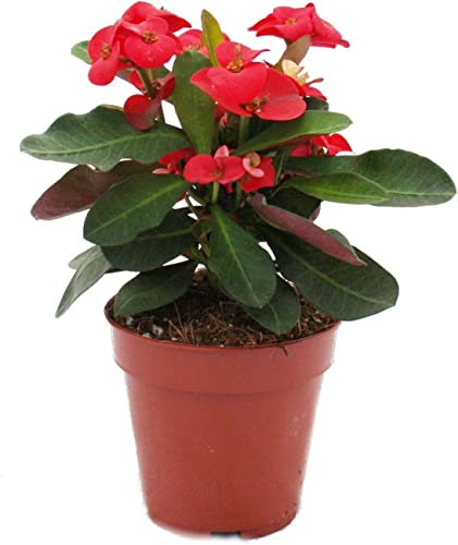 DECOALIVE Cactus Corona Cristo Color Rojo Cactus Planta Natural, 8435712001885