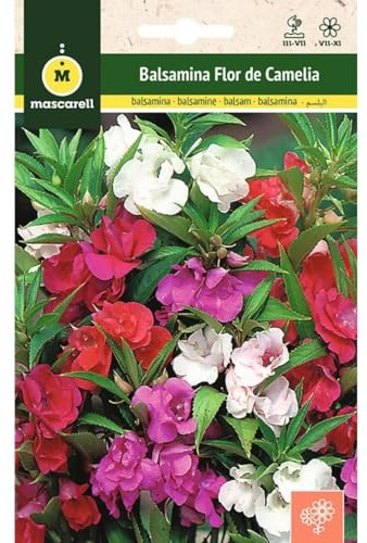 Mascarell Semillas, BALSAMINA - FLOR DE CAMELIA (MIRAMELINDOS), Semillas Flores Exterior para Decoración, 2 Gramos