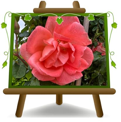 EURO PLANTS VIVAI Rose grimpante Rose Antique Couleur Orange - Saumon - Hauteur 170-200 cm