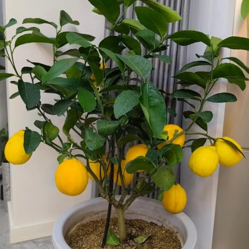 semillas de limonero, exóticas Semillas De Limón Orgánicas, Limonero, resistentes para el jardín raras 10pcs