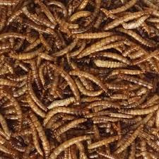 Premium 5kg Dried Mealworms for Wild Birds by Two Amigos Pet Supplies