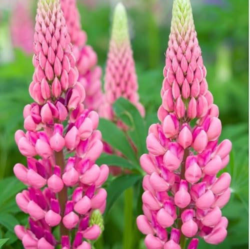 6 x Lupin Russel Pink Chatelain Plug Plants Hardy Perennial Flower