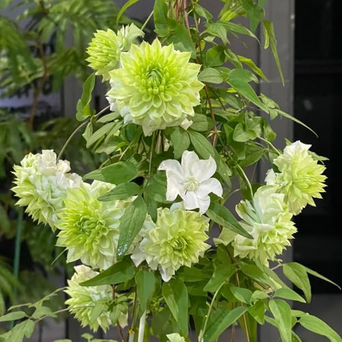Bulbi di clematide resistenti - rampicanti balcone giardino esterno esotiche 3pcs