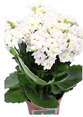 Pianta di Calandiva o Kalanchoe Blossfeldiana pianta succulenta ornamentale da arredo interno Pianta vera da fiore venduta da eGarden.store (Bianco v.7 cm)