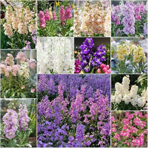 Semi di violetta africana Balcon giardino resistenti giardino di scorta, primavera violetta, 50pcs