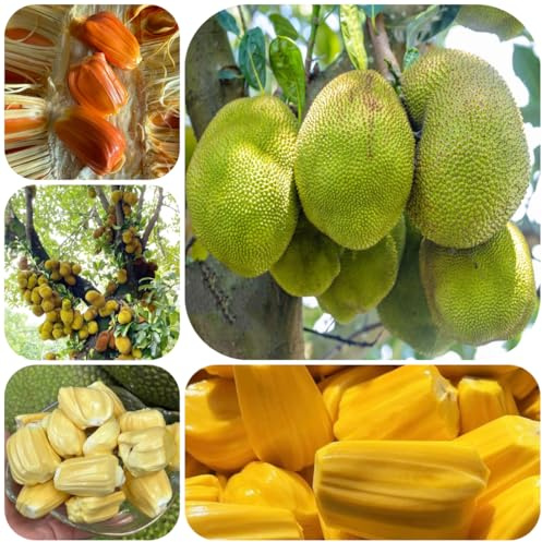 acquistare semi di jackfruit, acquistare fresca balcone colonnari resistenti giardino roccioso esotiche nani resistenti 50pcs