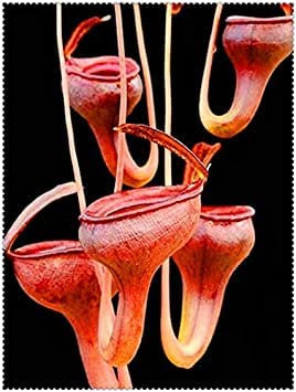 100 clip Pz Dionaea muscipula gigante Venere acchiappamosche in vaso Insettivori Seed catcher per il giardino: 8:Graines