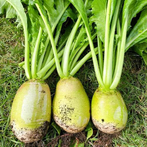 Radieschen - kräutergarten küche Raphanus sativus - gartenkräuter alte sorten gemüsesamen winterharte für garten exotische 350Samen