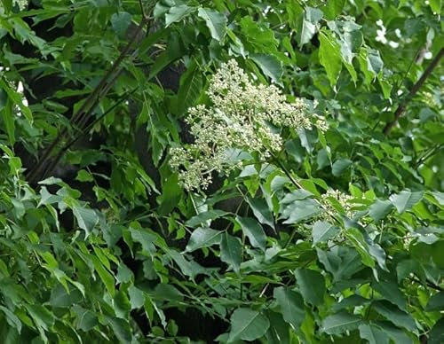 Nouveau frais 10 pièces graines d'arbre Tetradium Daniellii