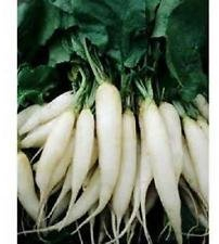 20 graines de White Icicle Graines Radis Heirloom Seeds nouvelles graines pour 2017