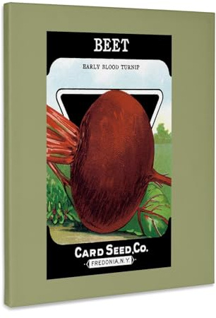 3dRose Beet Early Blood Turnip Seed Packet from Card Seed Company Museum Grade Canvas Wrap 8x10
