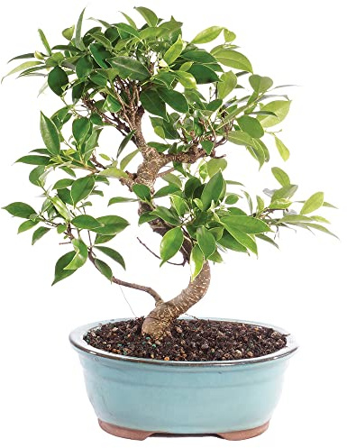 Brussel's Bonsai - Live Golden Gate Ficus Bonsai Tree in Ceramic Bonsai Pot, Indoor Bonsai Plant, 7 Years Old, 8-16 Inches Tall, Easy Care Houseplant for Home or Office (Medium, Green)