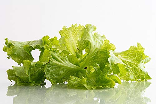 Tango Lettuce Leaf Seeds - 50 Count Seed Pack - Non-GMO - A Loose Leaf Variety That is Tangy in Flavor. - Country Creek LLC