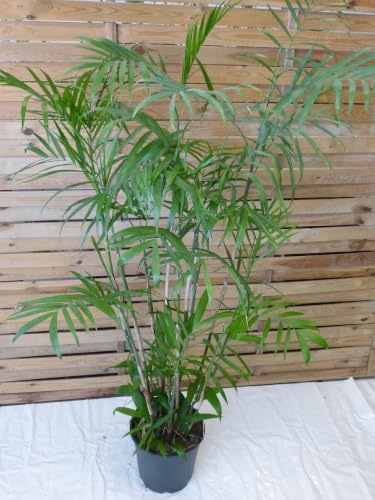 [Palmenlager] XL Chamaedorea Seifrizii 140 cm/Topf 24 cm Ø/Bambuspalme/seltene Zimmerpflanze