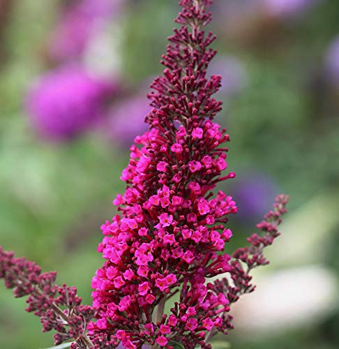 Sommerflieder Miss Ruby 80-100cm - Buddleja - lebende Gartenpflanze aus den Baumschulen