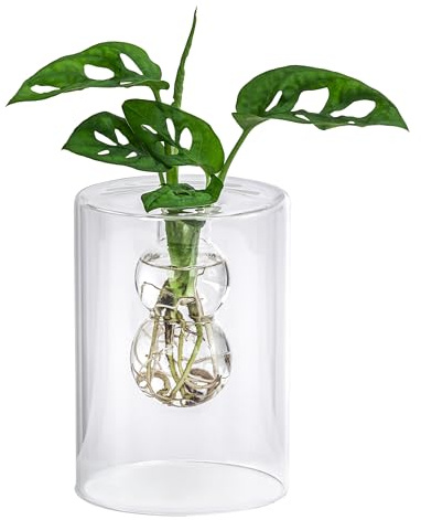 Dehner Waterplant Fensterblatt, im Glas, Ø 10 cm, Höhe 30 cm | Monstera adansonii, Wasserpflanze, pflegeleichte Zimmerpflanze, für halbschattige bis schattige Standorte