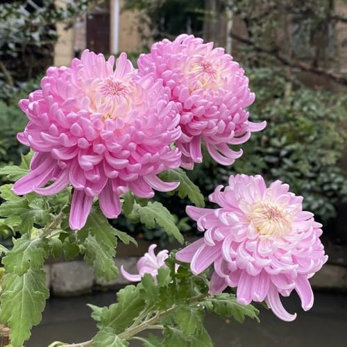 Semi di crisantemo, Le di crisantemo sono resistenti semi di giardino decorazione autunnale 400pcs
