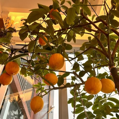 semillas de limonero - jardín interior variedades antiguas raras decorativas balcón camas 50pcs