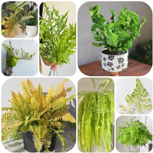farne, kräutersamen nachhaltige produkte winterharte kübelpflanzen garten farn zimmerpflanze geschenke für gartenfreunde stauden winterhart mehrjährig seltene 160pcs