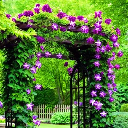 Rizoma Di Clematide, Resistenti Al Freddo E Alla Siccità, Facile Da Coltivare, Adatte Per La Decorazione Di Giardini-4 Rizoma-H