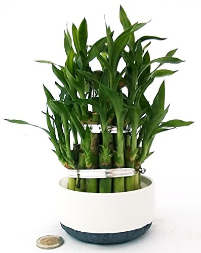 POWERS TO FLOWERS - LUCKY BAMBOO A 3PIANI, Pianta Vera