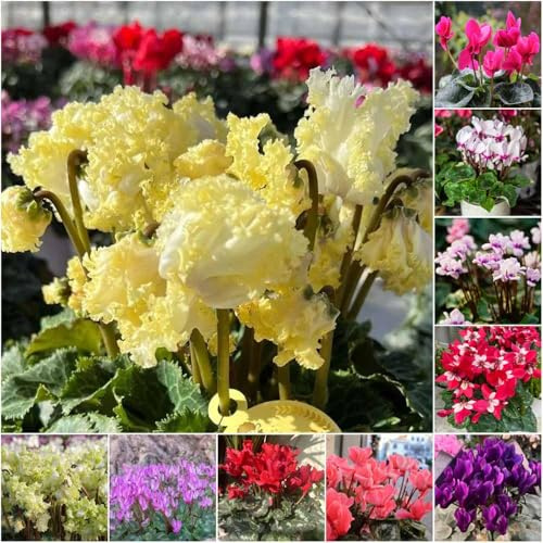 alpenveilchen indoor garten blumendeko kräutersamen balkon garten topfpflanzen gartenblumen zimmerpflanzen dachbegrünung exotische frühlingsblumen 550samen