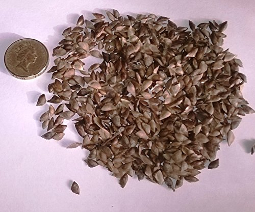 Douglas Fir, Pseudotsuga Menziesii Tree Seeds. (100)