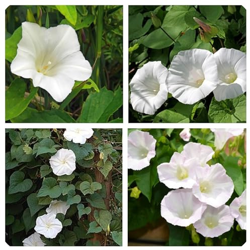 Semi di Ipomea Purpurea Campanella Bianca, Pianta Rampicante, 140 Semi, per Pergole e Gazebo