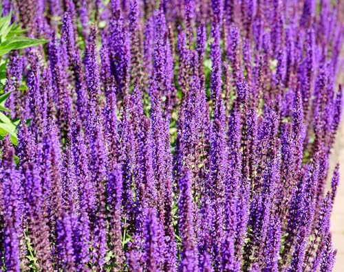 Hain-Salbei – Salvia nemorosa – Aromatisch & Mehrjährig – Freude für Bienen und Garten – 500 Samen