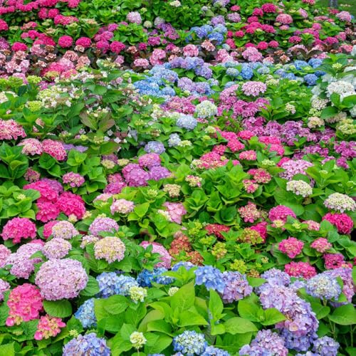 Hortensien - sträucher immergrüne sträucher winterhart für sonnige plätze balkonpflanzen steingartenpflanzen winterhart geschenke für gärtner exotische seltene blumensamen alte 300Samen