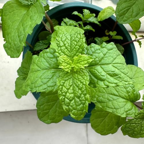 Semi di menta piperita - per i luoghi soleggiati verdi per giardinieri giardino semi di vecchie varietà esotico 400pcs