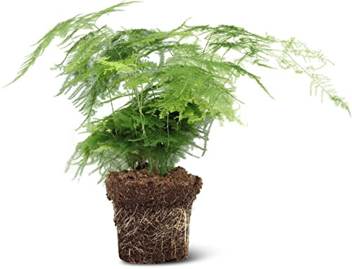 DECOALIVE Esparraguera Planta Natural Asparagus Plumosus para el Interior del Hogar