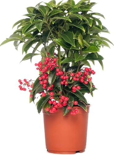 Ardisia Crenata Natural El Arbusto de Invierno Perfecto para tu Hogar