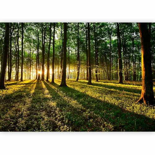 murando Fotomurales 500x350 cm XXL Papel pintado tejido no tejido Decoración de Pared decorativos Murales moderna Diseno Fotográfico bosque naturaleza paisaje c-B-0027-a-b