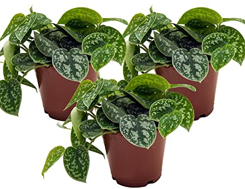 Efeutute, Scindapsus, (Epipremnum aureum) Sorte: Pictus, gepunktetes weiss-buntes Blattwerk, rankend, Ampelpflanze, luftreinigend (3er Set je im 12cm Topf)