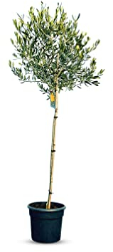 Olivenbaum - winterhart für außen – 160 Zentimeter Olivenbaum für den Garten A+