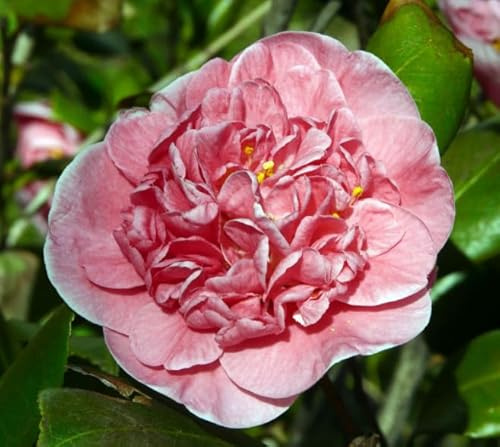 Vivaio Garden Forest Camelia Japonica California Vaso 18 cm H 90 cm